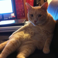 Photo #249079 de Tigrou