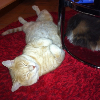 Photo #249082 de Tigrou