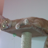 Photo #249084 de Tigrou
