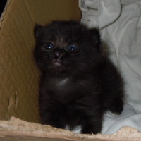 Photo #249121 de Ptit truc