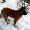 Aux aguets les pattes dans la neige....