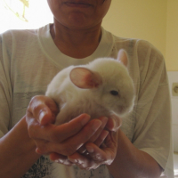 Photo #249137 de Gizmo