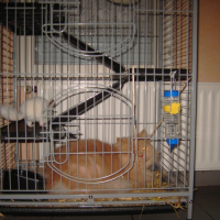 Photo #249139 de Gizmo