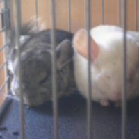Photo #249145 de Gizmo