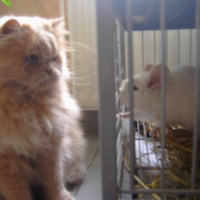 Photo #249180 de Gizmo