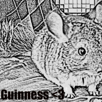 Photo #249181 de Guinness