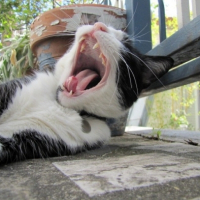 Photo #249209 de Fripon 