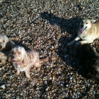 Photo #249259 de Getro