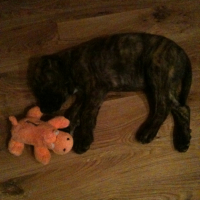 Photo #249260 de Getro