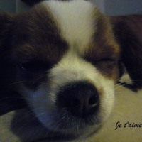 Photo #249272 de Cannelle
