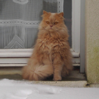 Photo #249298 de Decka