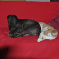 Photo #249304 de Baccara