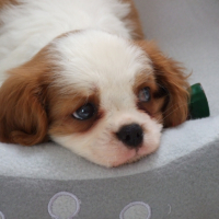Photo #249317 de Flore