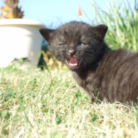 Photo #249357 de Eole