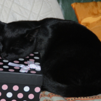 Photo #249358 de Fidji