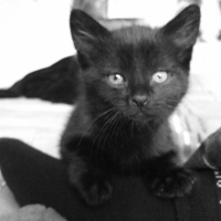Photo #249360 de Fidji