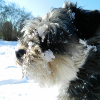 Photo #249392 de Sirius