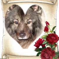 Photo #249402 de Phalko .........  spitz loup