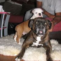 Photo #249495 de Juluka