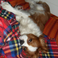 Photo #249548 de Firmin