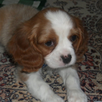 Photo #249549 de Firmin