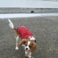 Photo #249552 de Firmin