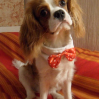 Photo #249553 de Firmin