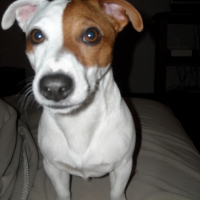 Photo #249568 de Flip