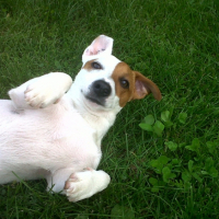 Photo #249570 de Flip