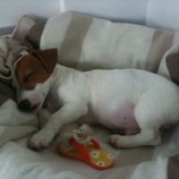 Photo #249578 de Flip