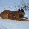 Dans la neige, toujours et encore....