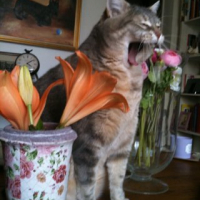 Photo #249653 de Lucie