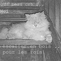 le_plus_beau_ces_..._moi_Les_escalier_en_bois_ces_..