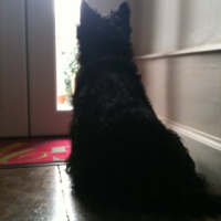 Photo #249692 de Simon