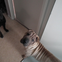 Photo #249739 de Gaya
