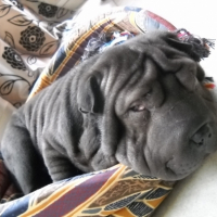 Photo #249740 de Fripouille 