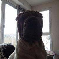 Photo #249745 de Gaya