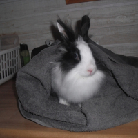 Photo #249746 de Chichi
