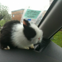 Photo #249747 de Chichi