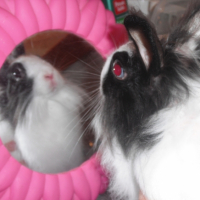 Photo #249748 de Chichi