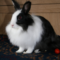Photo #249749 de Chichi