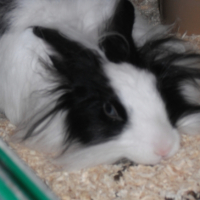 Photo #249750 de Chichi