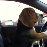Photo #249772 de Gaston