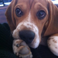 Photo #249773 de Gaston