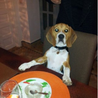 Photo #249774 de Gaston