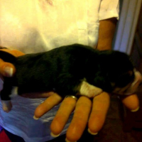 Photo #249779 de Gaston