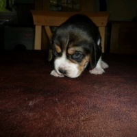 Photo #249780 de Gaston