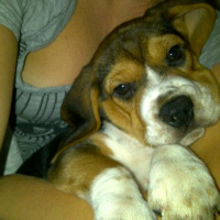 Photo #249781 de Gaston