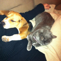 Photo #249782 de Gaston