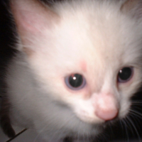 Photo #249791 de Miki